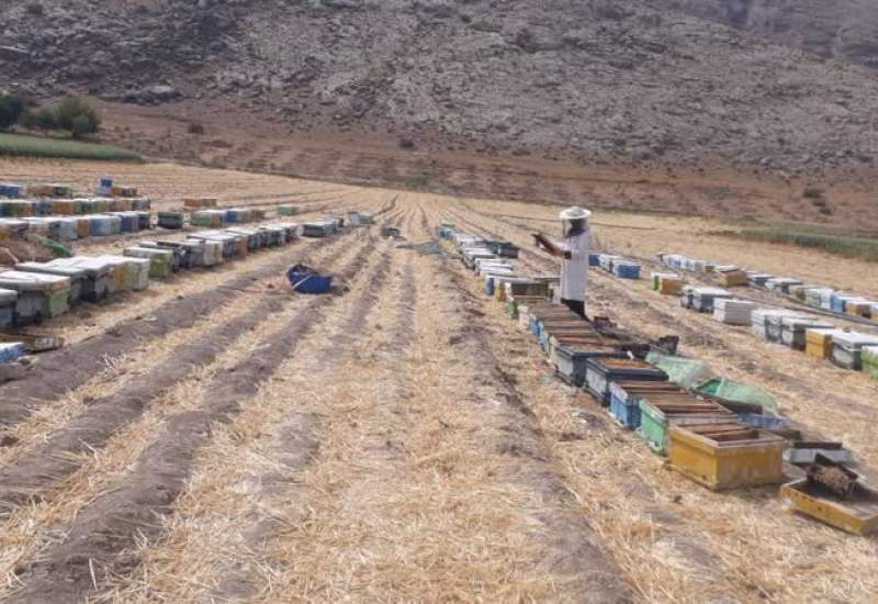 زنبورداران کهگیلویه و بویراحمدی: اینجا به کشاورزان باید باج بدهیم و آخرش هیچ همکاری هم نمی کنند / رواج استفاده بی رویه و غیراصولی سموم شیمیایی و تقلبی در میان کشاورزان