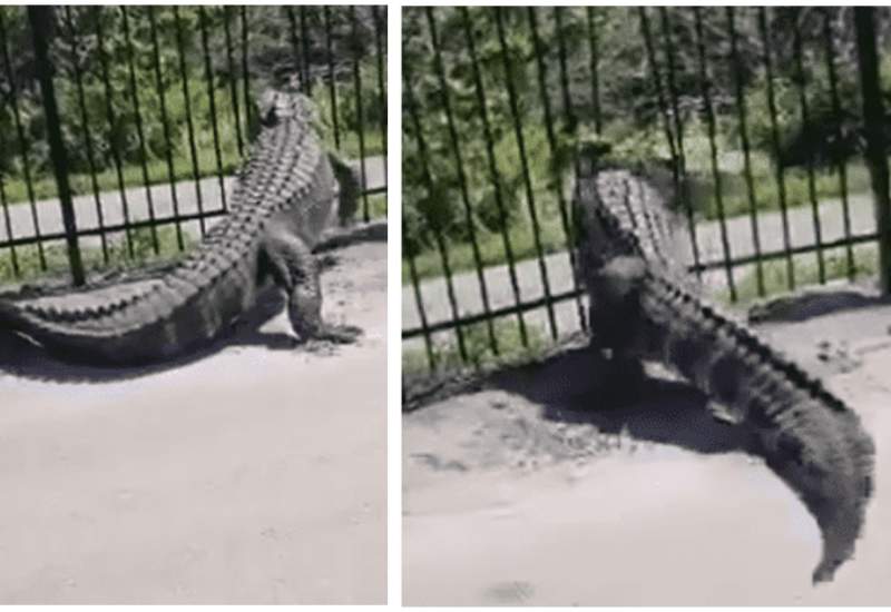(ویدئو) لحظه وحشتناک عبور تمساح غول پیکر از حصار فلزی!