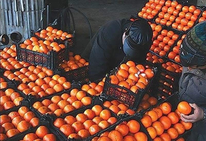 توزیع 250 تن میوه عید در بازار کهگیلویه و بویراحمد