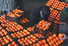توزیع 250 تن میوه عید در بازار کهگیلویه و بویراحمد