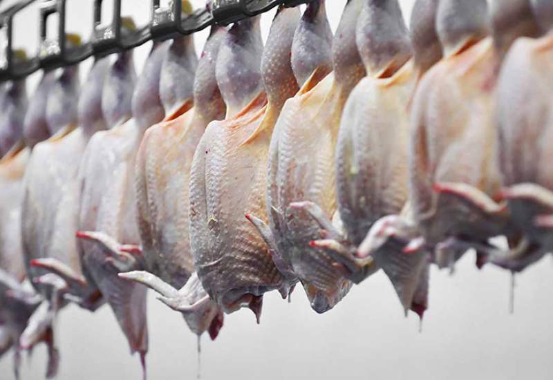 جریمه 10 میلیاردی یک کشتارگاه به علت اخلال در بازار مرغ کهگیلویه و بویراحمد