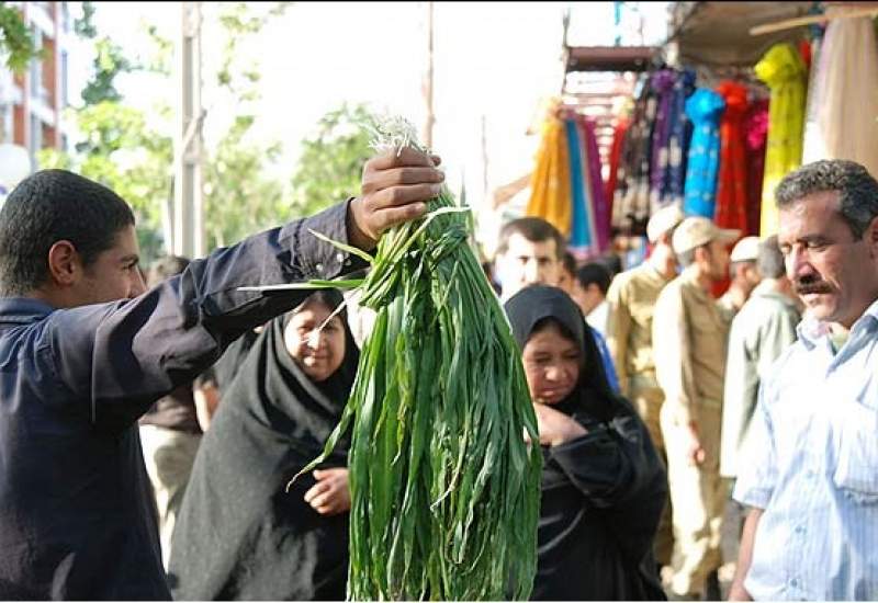 غارت گیاهان دارویی کوه‌های باشت / دادستان: متخلفان تحت پیگرد قانونی قرار می‌گیرند