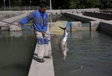 نبود کارخانه خوراک آبزیان مشکل اصلی تولیدکنندگان ماهی است