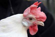 مرغ کیلویی 90 هزار تومان در بازار کهگیلویه و بویراحمد / یک رستوران 207 میلیون جریمه شد
