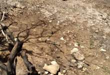 درختان بلوط روستای طسوج چرام را به تاراج برده‌اند!!!  