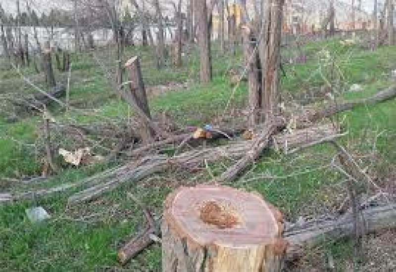 قطع وسیع درختان در طاوه سفید شهرستان چرام دور از چشم اداره منابع طبیعی