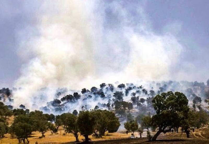 (ویدئو) آتش به جان جنگل های شهرستان دنا افتاد