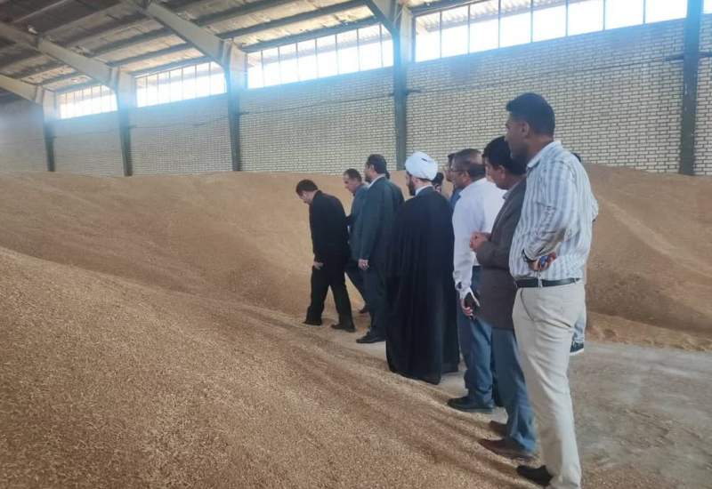 خرید تضمینی ۶۳ هزار تن گندم از کشاورزان در کهگیلویه و بویراحمد 