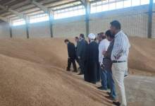خرید تضمینی ۶۳ هزار تن گندم از کشاورزان در کهگیلویه و بویراحمد 