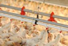 افزایش سرسام آور قیمت مرغ کشتار روز در کهگیلویه و بویراحمد / یارانه 300 تومانی برای یک مرغ دوکیلویی