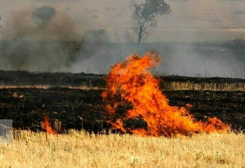 آتش در مزارع آبرزی گچساران شعله ور شد