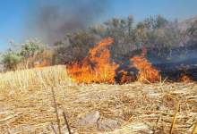 خسارت 44 هکتار مزارع کشاورزی گچساران بر اثر آتش سوزی