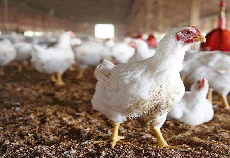 کشف 500 کیلو مرغ منجمد خارج از شبکه عرضه مرغ در یاسوج