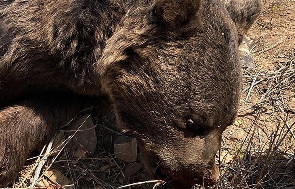 یک قلاده خرس قهوه‌ای به ضرب گلوله تلف شد