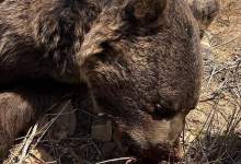 (تصاویر) یک قلاده خرس قهوه‌ای به ضرب گلوله تلف شد