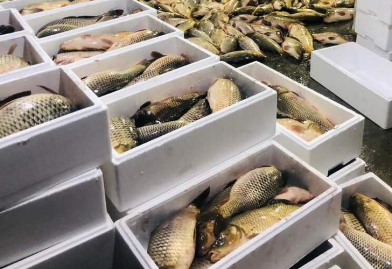 پنج هزار تن ماهی از کهگیلویه و بویراحمد صادر می‌شود