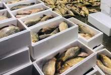پنج هزار تن ماهی از کهگیلویه و بویراحمد صادر می‌شود