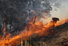 بیش از ۱۰ هکتار جنگل و مرتع باشت در آتش سوخت