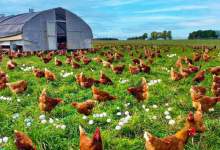 (ویدئو) پرورش انبوه مرغ محلی؛ خارجی ها به این شکل تخم مرغ محلی و مرغ محلی شان را تامین می کنند!