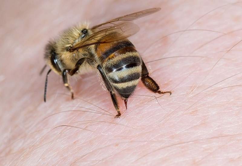 (فیلم) اثرات زهر زنبور عسل در از بین بردن سلول های سرطانی