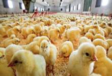 رشد ۱۲۰ درصدی جوجه‌ریزی مرغ و کسب رتبه دوم کشور