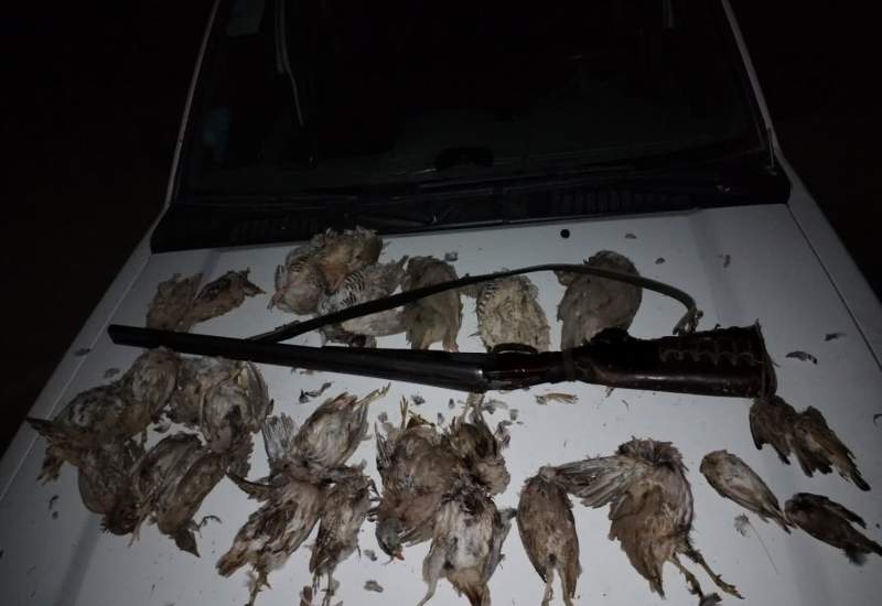 شکارچیان کبک، تیهو و شغال در گچساران دستگیر شدند