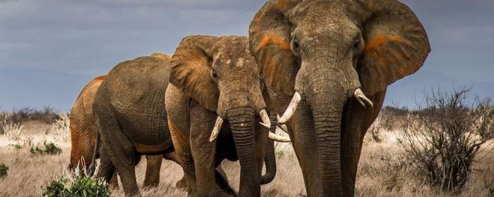 (ویدئو) مهاجرت بزرگ فیل‌ها از زیمباوه به بوتسوانا به دلیل کمبود آب  