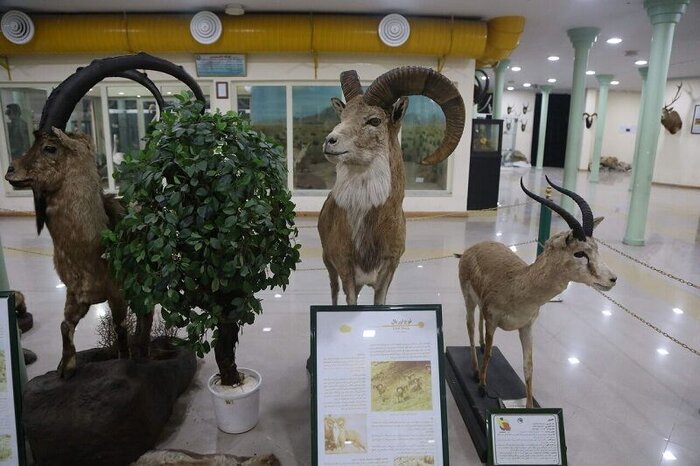  موزه تاریخ طبیعی یاسوج