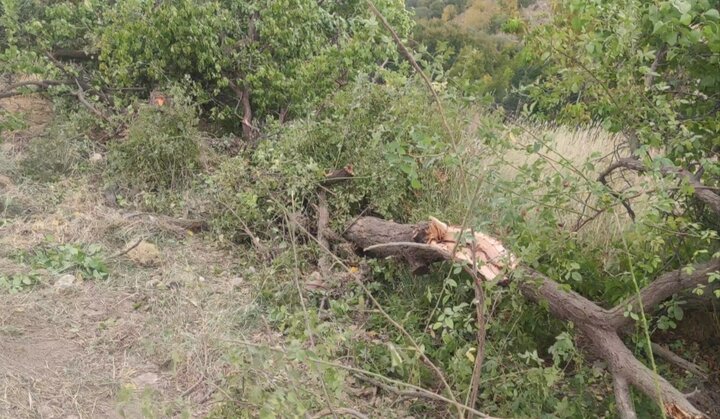 شهرداری یاسوج درختان را برای زمین  تعاونی کارکنانش قلع و قمع کرد