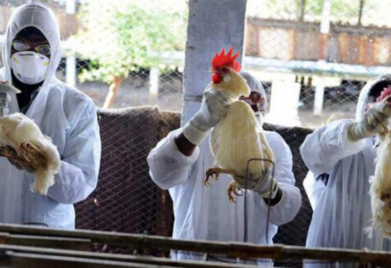 خطر بروز آنفلوآنزای پرندگان در کهگیلویه و بویراحمد وجود دارد