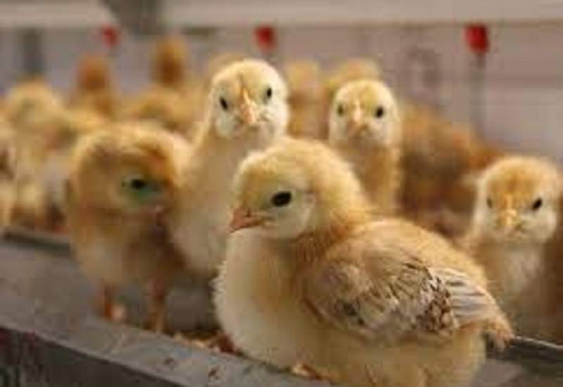 جریمه پنج میلیارد ریالی مرغدار متخلف در گچساران