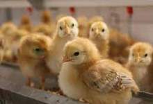 جریمه پنج میلیارد ریالی مرغدار متخلف در گچساران