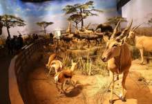 گرد فراموشی 20 ساله بر موزه تاریخ طبیعی کهگیلویه و بویراحمد / یازده ماه از قول‌های مساعد سلاجقه رئیس سازمان محیط زیست می‌گذرد!
