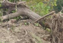 شاهکار شهرداری یاسوج؛ درختان را برای زمین تعاونی کارکنانش قلع و قمع کرد