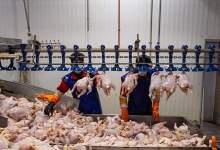 افزایش عجیب قیمت مرغ و گوشت از کشتارگاه تا بازار