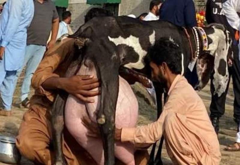 (ویدئو) مسابقه شیردوشی بزهای پاکستانی؛ این بز 3.730 کیلوگرم شیر داد و اول شد  