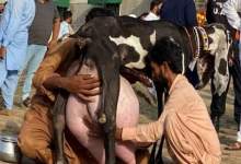 (ویدئو) مسابقه شیردوشی بزهای پاکستانی؛ این بز 3.730 کیلوگرم شیر داد و اول شد