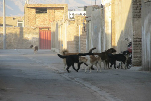 جولان سگ‌های ولگرد در یاسوج / ۳٠٠ سگ را حامیان حیوانات فراری دادند