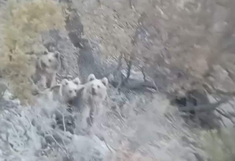 مشاهده 3 قلاده خرس قهوه‌ای در یکی از کوه‌های کهگیلویه و بویراحمد