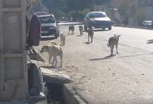 رژه‌ی آزار دهنده‌ی سگ‌های ولگرد در سی متری معاد (+ فیلم و تصاویر)