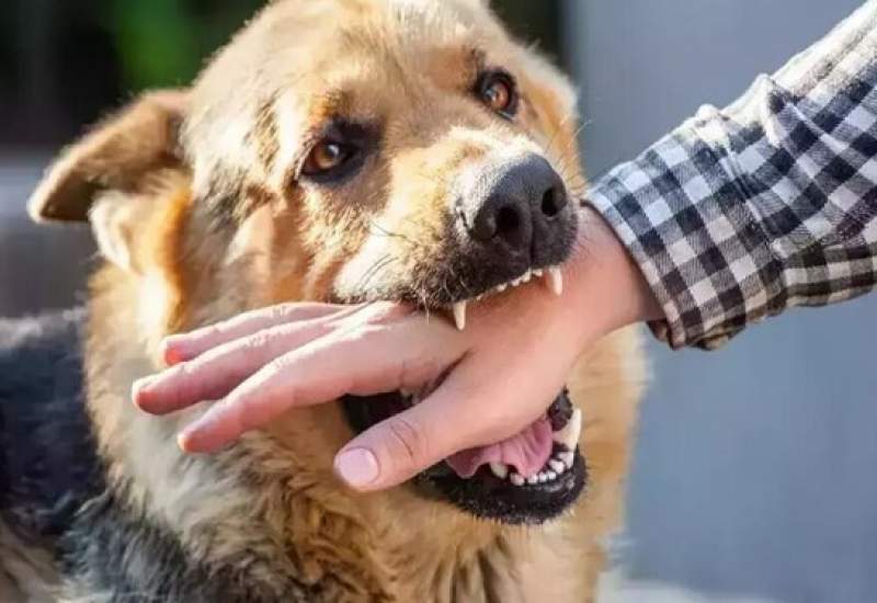 سگ مشکوک به بیماری هاری در شهرک بلکو یاسوج