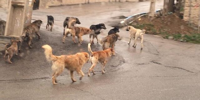 زنگ خطر سگ‌های ولگرد در یاسوج به صدا درآمد