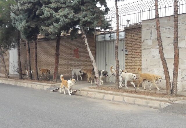 زنگ خطر سگ‌های ولگرد در یاسوج به صدا درآمد