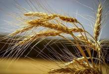 وزیر جهاد قیمت جدید گندم را اعلام کرد