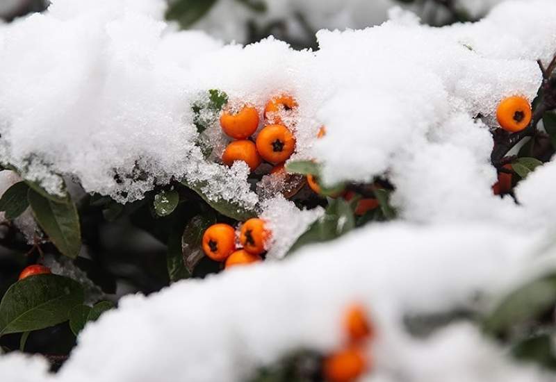 بارش برف و باران کشور را فرا می‌گیرد/ هشدار نارنجی هواشناسی به کشاورزان