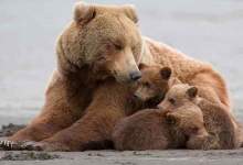 فیلم/  شبگردی ۴ قلاده خرس قهوه‌ای در منطقه حفاظت شده دنا