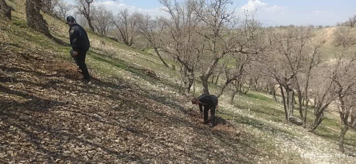 قطع ۴۰۰ اصله درخت ثمری درگنجه ای بویراحمد / دو نفر از سودجویان شناسایی، دستگیر و تحویل دادگاه شدند