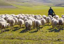فیلم/  چوپان و ۱۰۰ گوسفند در اصفهان خفه شدند  / هیچ روزنه‌ای برای نفس کشیدن وجود نداشت!