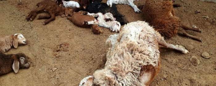 جزییات فوت چوپان و ۱۲۰ گوسفند در کانتینر یک تریلی + فیلم  