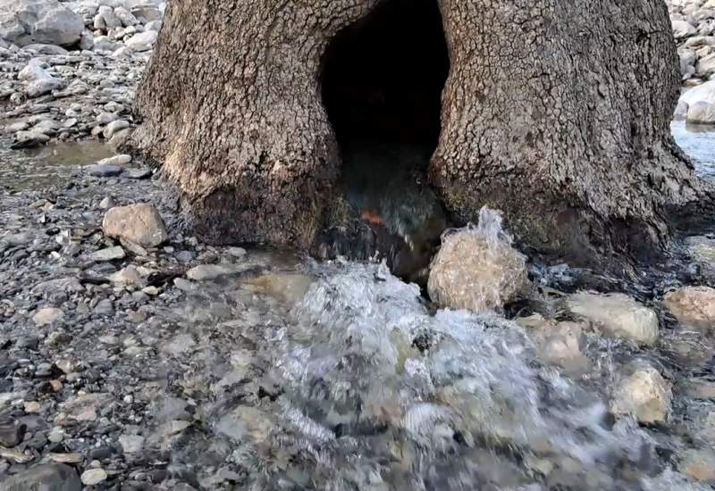فیلم حیرت‌انگیز جوشش چشمه‌ از درختی کهنسال